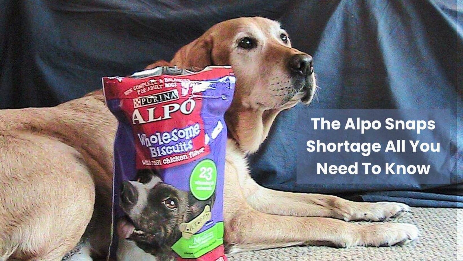 The Alpo Snaps Shortage